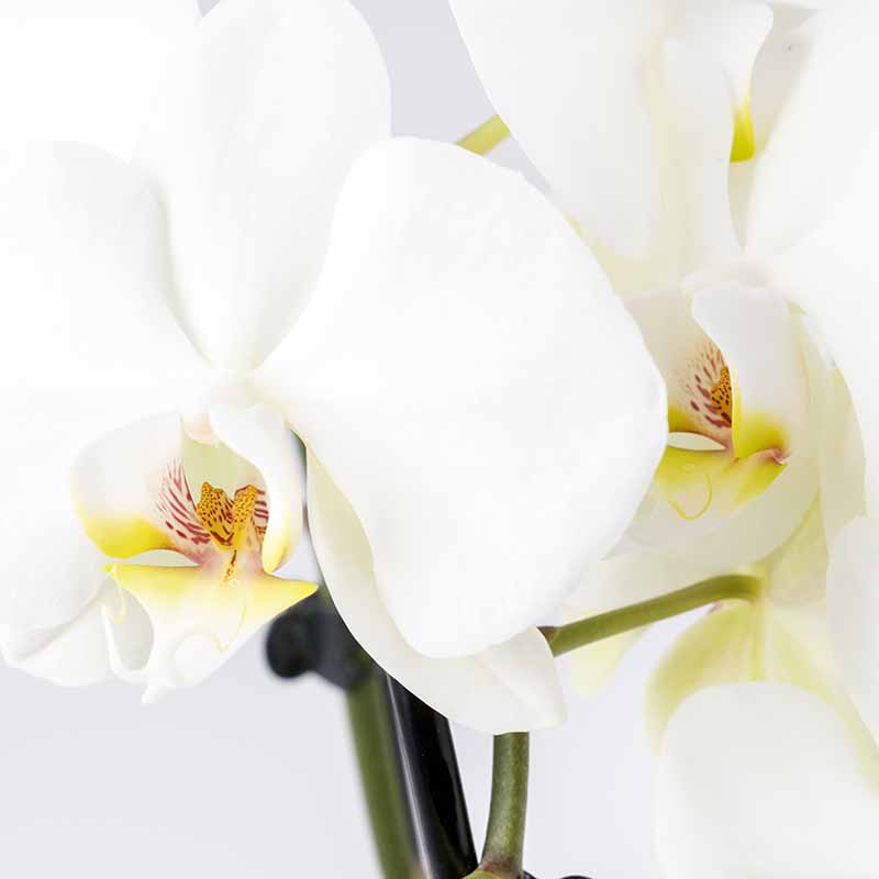 arrangement groot - Orchidee Boeketje \'t