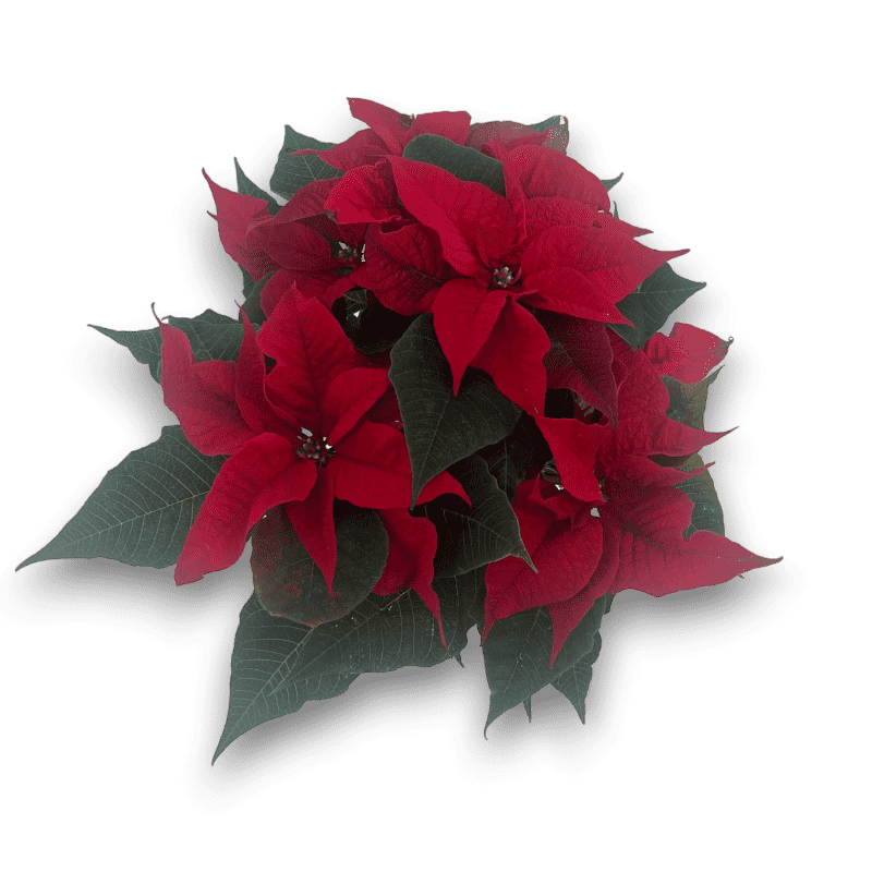 Kerstster rood - Afbeelding 2